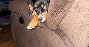 Ruby is registered to the contest to win money with this photo: puppy, dog, indoor, recliner, brown_furniture, wood_floor, pet, cute, animal, cozy, curious, paw, living_room, black_dog, tan_markings, furniture, resting, home, domestic, companion