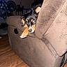 animal, black_dog, brown_furniture, companion, cozy, curious, cute, dog, domestic, furniture, home, indoor, living_room, paw, pet, puppy, recliner, resting, tan_markings, wood_floor