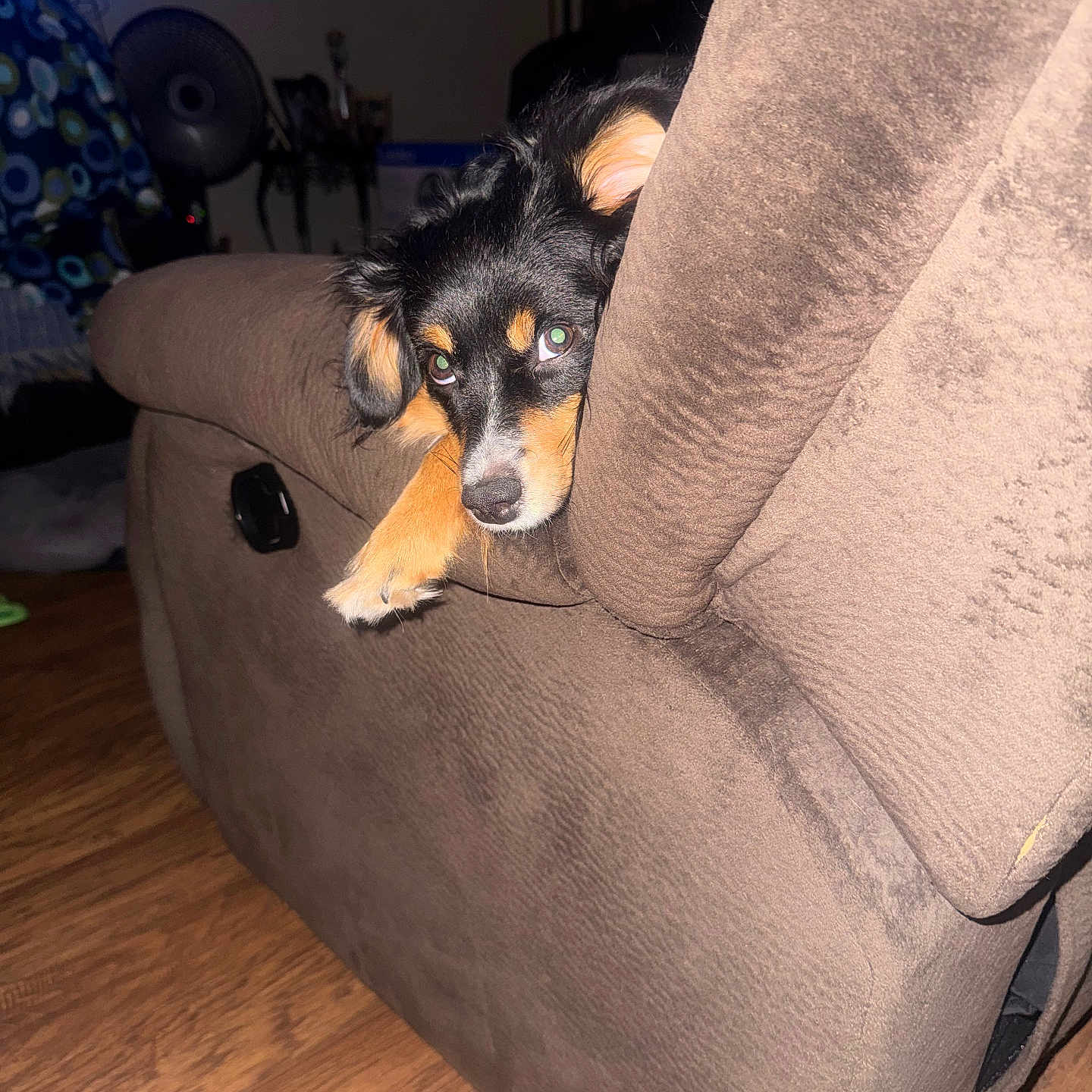 Ruby is registered to the contest to win money with this photo: puppy, dog, indoor, recliner, brown_furniture, wood_floor, pet, cute, animal, cozy, curious, paw, living_room, black_dog, tan_markings, furniture, resting, home, domestic, companion
