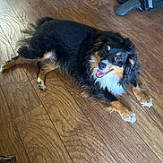 Ruby joined the competition — help win amazing prizes! dog, pet, indoor, wooden_floor, happy, smiling, black_fur, tan_fur, long_hair, laying_down, animal, companion, household, shoes, flooring, cute, domestic, friendly, fur, canine