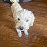 Coconut is registered to the contest to win money with this photo: animal, background, bag, canine, companion, curious, curly_fur, dog, domestic_animal, flooring, fur, household, indoor, looking_up, pet, shoes, small_dog, standing, white_dog, wooden_floor