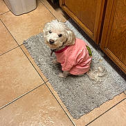Coconut joined the competition — help win amazing prizes! dog, small_dog, white_dog, pet, indoor, pink_shirt, rug, floor_tile, kitchen, cabinet, wooden_cabinet, looking_back, curious, animal, fur, collar, domestic, floor_mat, cute, companion