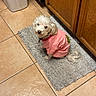 dog, small_dog, white_dog, pet, indoor, pink_shirt, rug, floor_tile, kitchen, cabinet, wooden_cabinet, looking_back, curious, animal, fur, collar, domestic, floor_mat, cute, companion