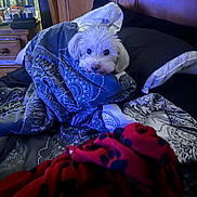 Coconut joined the competition — help win amazing prizes! bed, bedroom, black_spots, blanket, cozy, curious, cute, dog, framed_photo, furniture, home, indoor, nightstand, patterned_blanket, pet, pillow, red_blanket, resting, white_dog, wooden_headboard