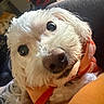 Coconut is registered to the contest to win money with this photo: animal, close_up, companion, cozy, curious, cute, dog, domestic_animal, face, fluffy, friendly, fur, indoor, looking, orange_scarf, pet, portrait, scarf, small_dog, white_dog