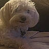 Coconut is registered to the contest to win money with this photo: dog, pet, fluffy, white, blanket, indoor, cozy, fur, relaxed, animal, companion, cute, laying_down, soft, home, canine, portrait, furniture, resting, domestic