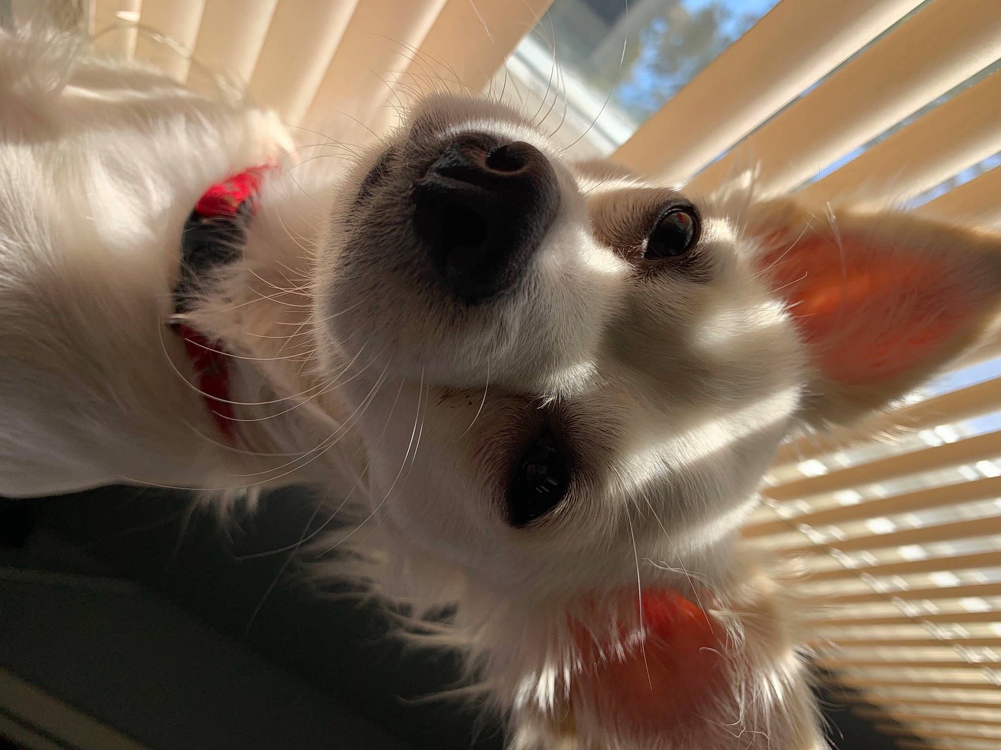 Papi joined the competition — help win amazing prizes! carnivore, companion_dog, dog_breed, fur, pet_supply, snout, vertebrate, volpino_italiano, whiskers