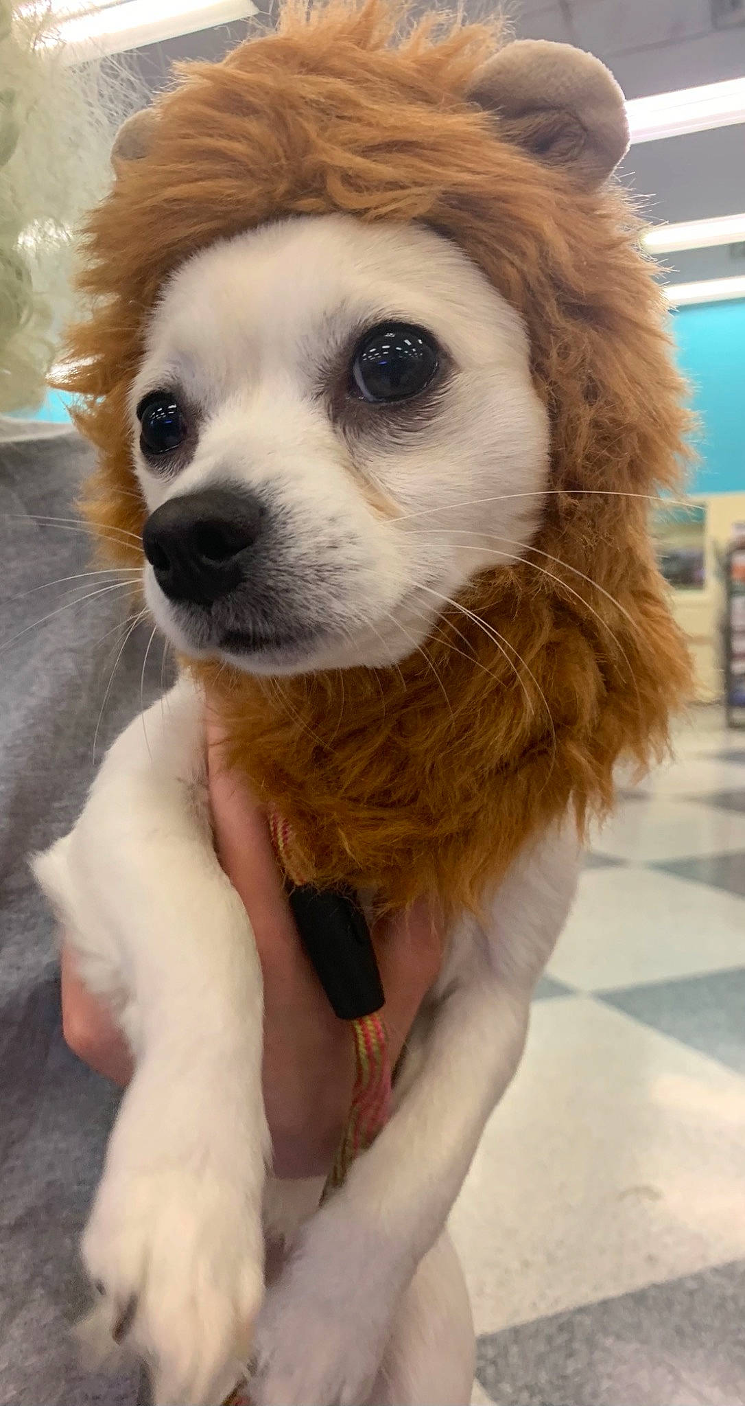 Papi is registered to the contest to win money with this photo: ancient_dog_breeds, canidae, carnivore, companion_dog, dog, dog_breed, dog_supply, fawn, fur, natural_material, non_sporting_group, paw, pet_supply, puppy, snout, sporting_group, terrestrial_animal, vertebrate, whiskers, working_animal