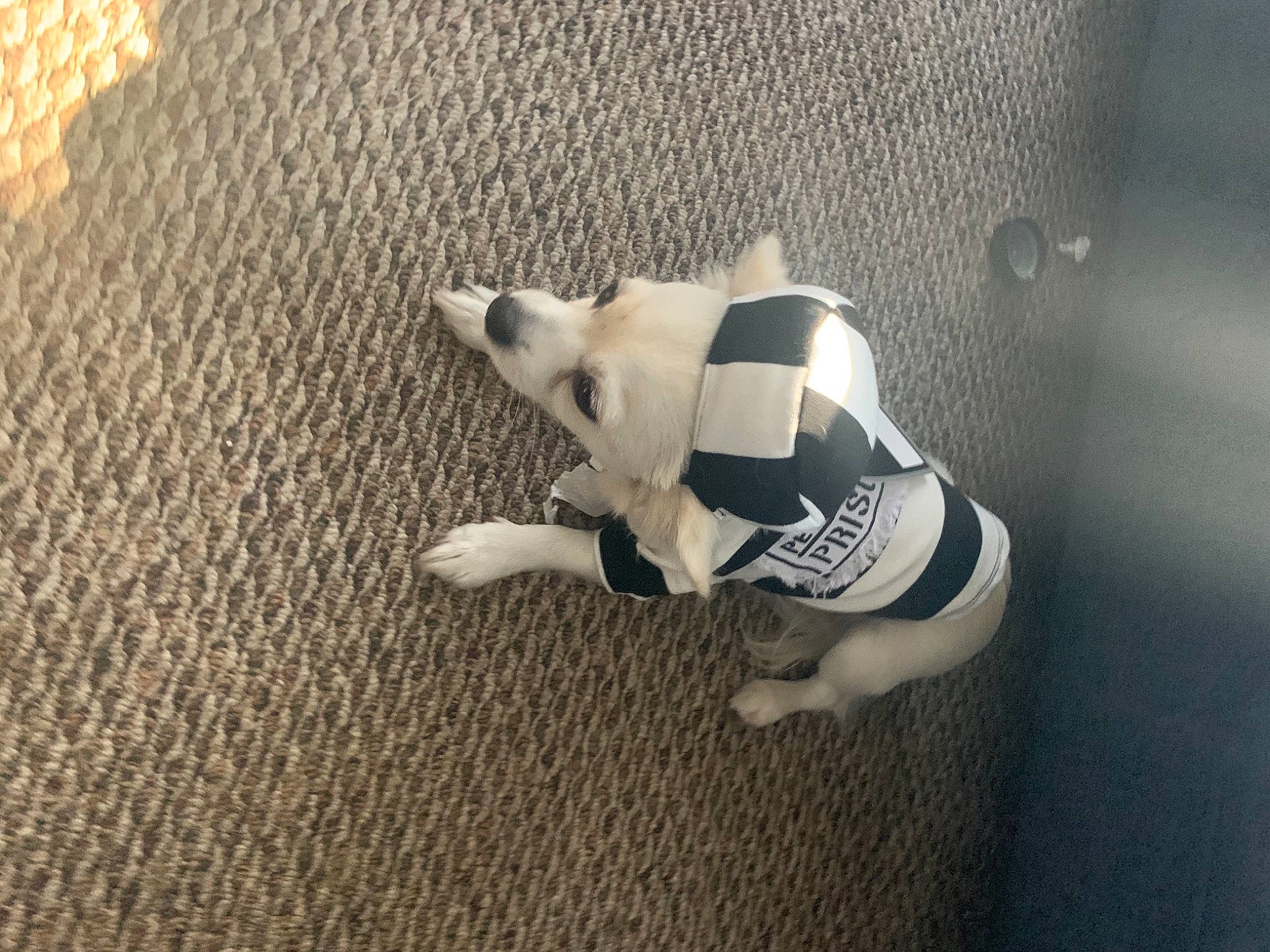 Papi joined the competition — help win amazing prizes! canidae, carnivore, companion_dog, dog, dog_breed, dog_clothes, dog_supply, dog_toy, paw, shadow, snout, tail, terrestrial_animal, toy, working_animal