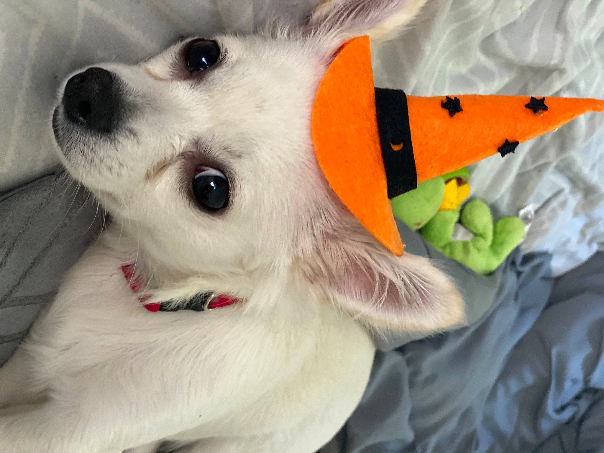 Papi joined the competition — help win amazing prizes! canidae, carnivore, collar, companion_dog, dog, dog_breed, dog_supply, fur, non_sporting_group, pet_supply, plush, snout, spitz, stuffed_toy, toy, toy_dog, vertebrate, volpino_italiano, whiskers, working_animal