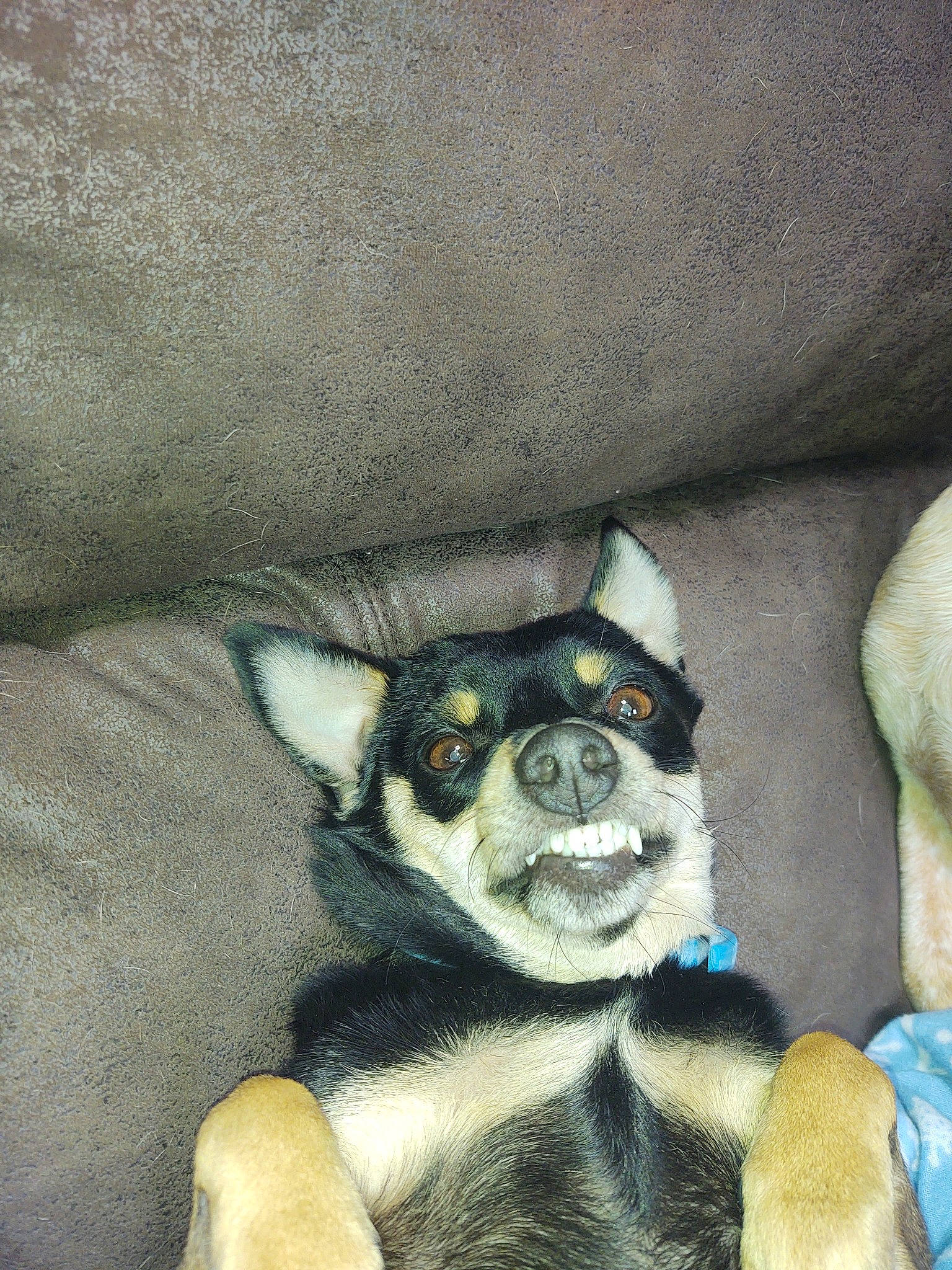 Bella is registered to the contest to win money with this photo: art, canidae, comfort, companion_dog, dog, dog_breed, foot, fur, grey, non_sporting_group, painting, paw, sitting, tail, terrestrial_animal, working_animal