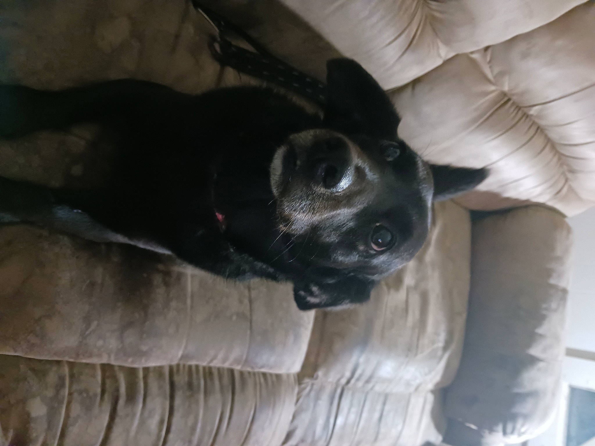 Chevrolet is registered to the contest to win money with this photo: canidae, carnivore, comfort, companion_dog, dog, dog_breed, fawn, fur, grey, non_sporting_group, sporting_group, tail, whiskers, wood, working_animal