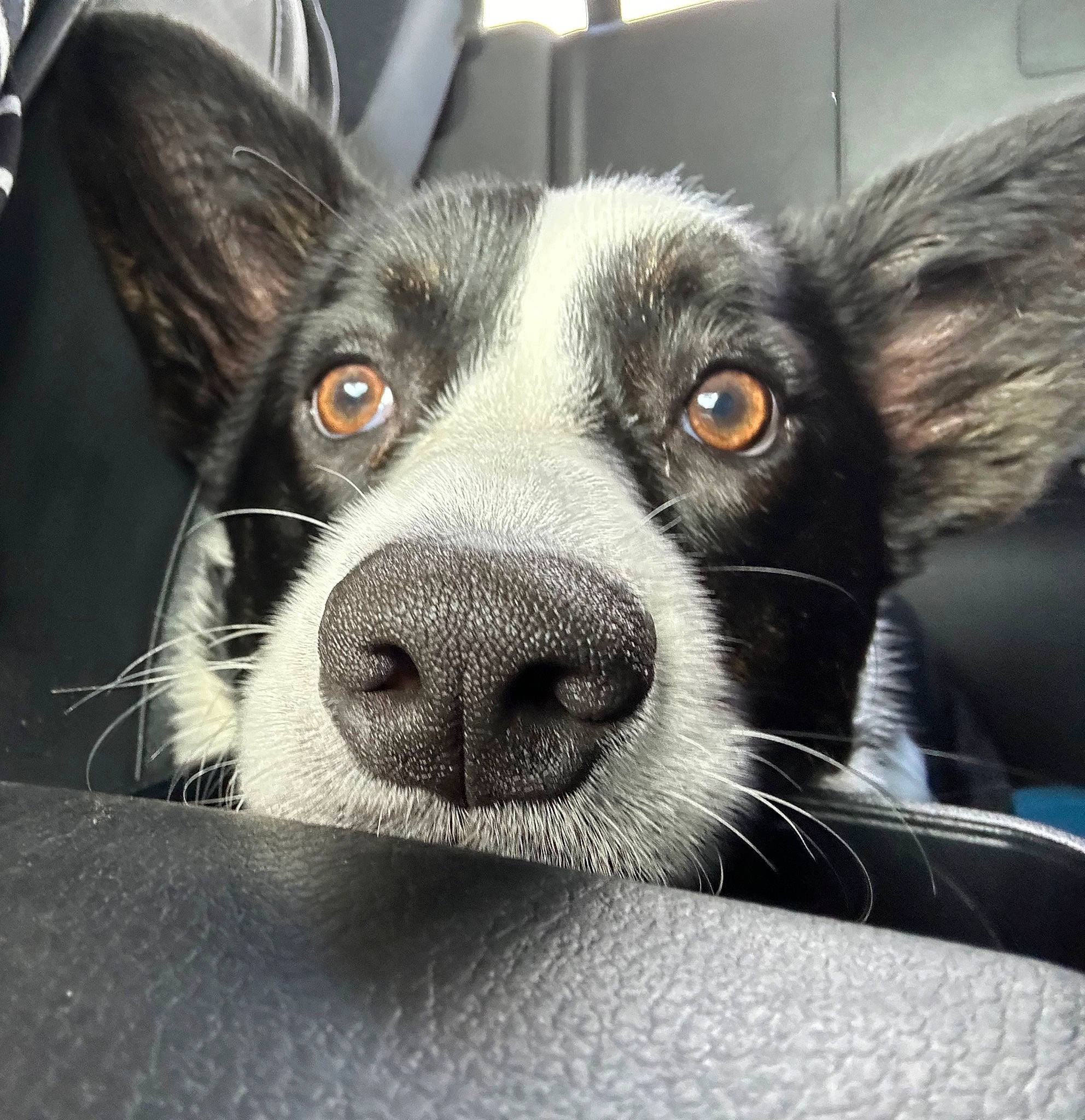 Charlie joined the competition — help win amazing prizes! canidae, carnivore, close_up, comfort, companion_dog, dog, dog_breed, ear, eye, fur, metal, monochrome, non_sporting_group, paw, puppy, sporting_group, square, terrestrial_animal, whiskers, working_animal