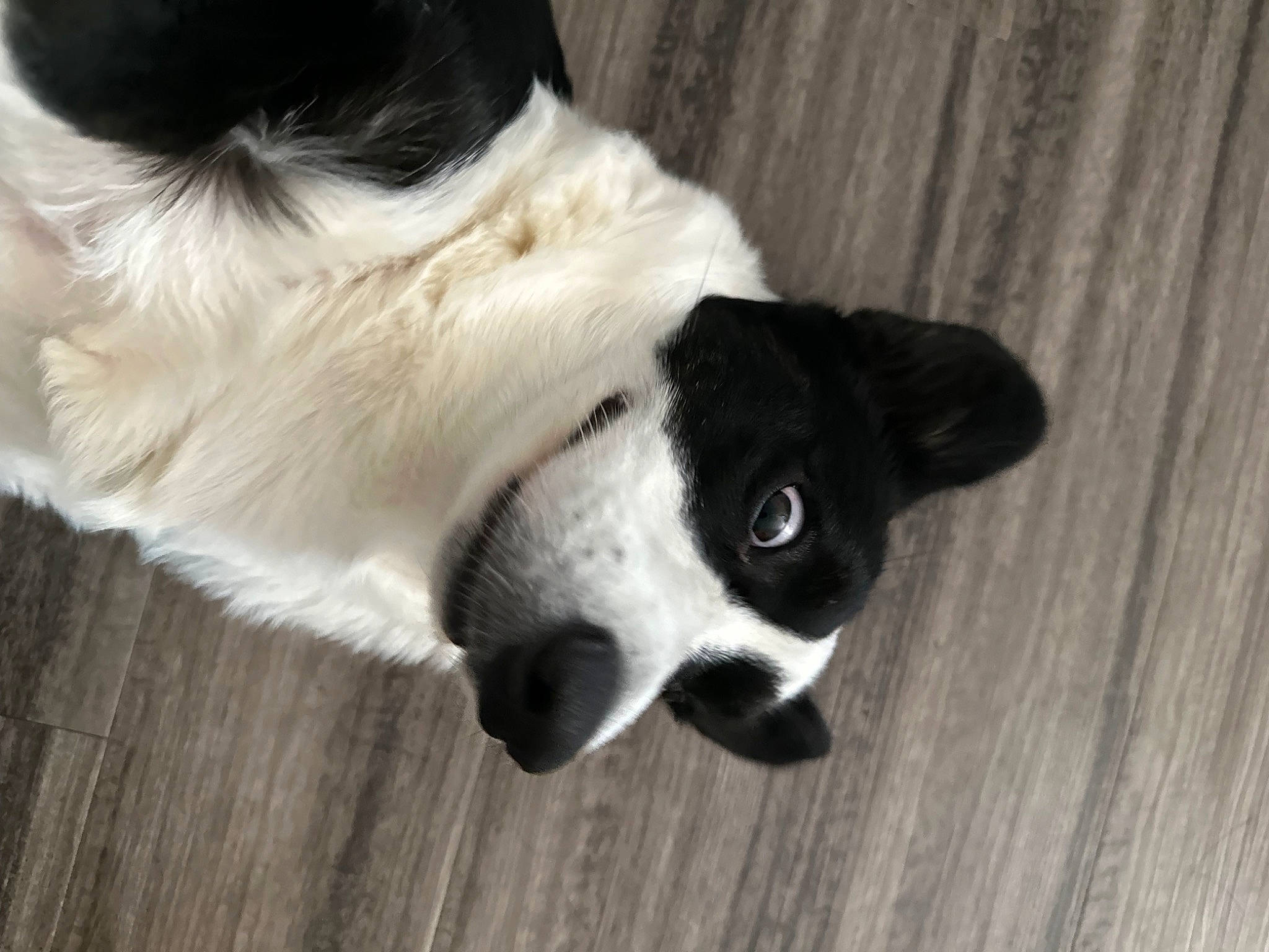 Charlie is registered to the contest to win money with this photo: canidae, carnivore, companion_dog, dog, dog_breed, dog_collar, ear, eye, flooring, fur, hardwood, paw, snout, sporting_group, tail, terrestrial_animal, whiskers, wood, wood_stain, working_animal