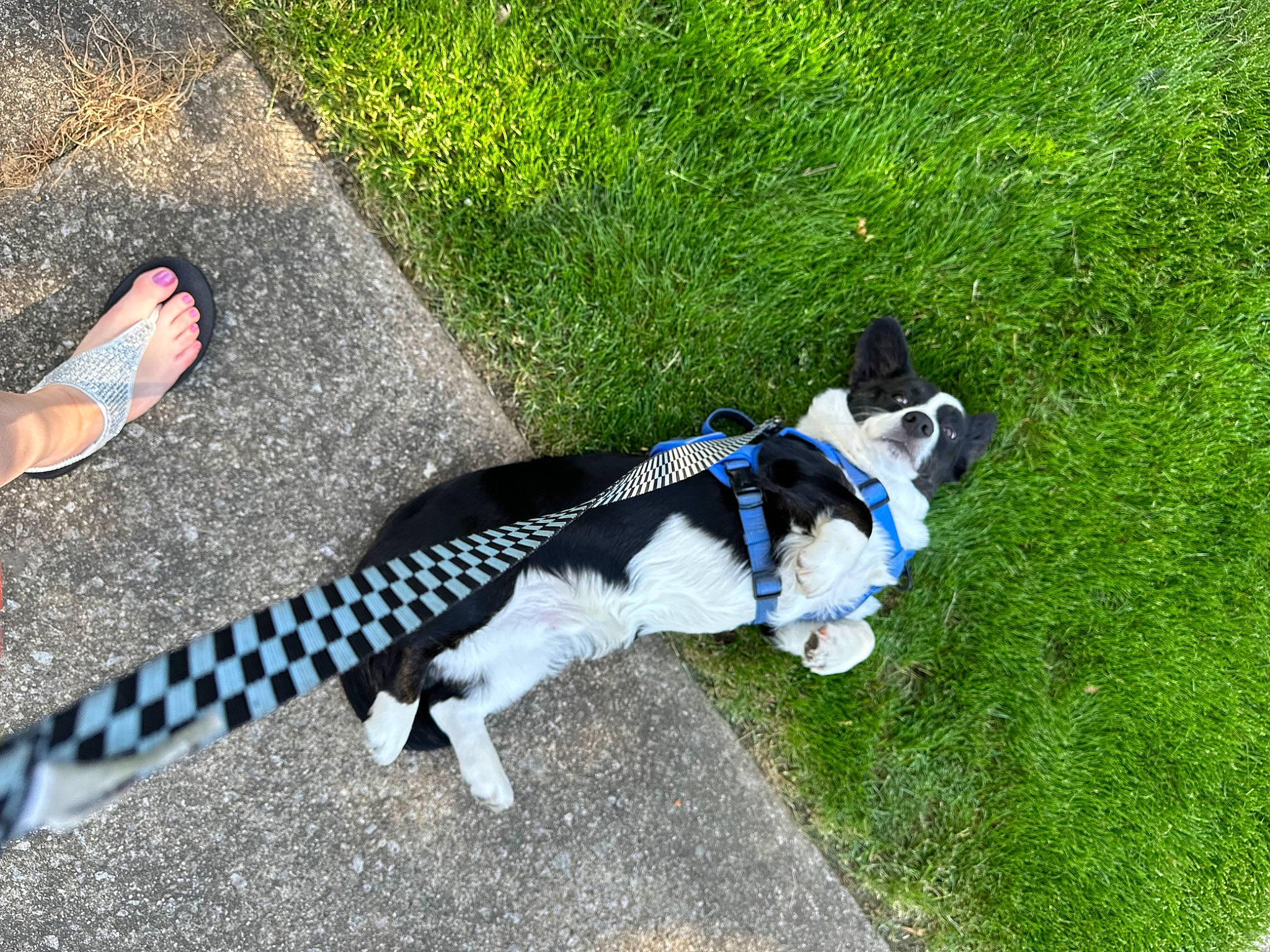 Charlie is registered to the contest to win money with this photo: carnivore, collar, companion_dog, dog, dog_breed, dog_clothes, dog_collar, dog_supply, electric_blue, fashion_accessory, felidae, foot, fur, grass, human_leg, leash, plant, shadow, sporting_group, tail