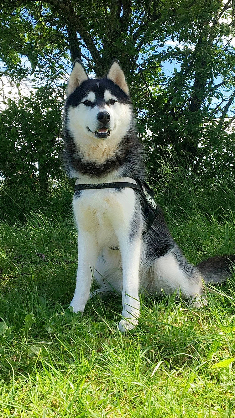 Layko participe au concours pour gagner de l'argent avec cette photo : alaskan_klee_kai, alaskan_malamute, canadian_eskimo_dog, canidae, carnivore, dog, dog_breed, east_siberian_laika, greenland_dog, jamthund, mammal, miniature_siberian_husky, native_american_indian_dog, northern_inuit_dog, sakhalin_husky, seppala_siberian_sleddog, siberian_husky, sled_dog, vertebrate, wolfdog