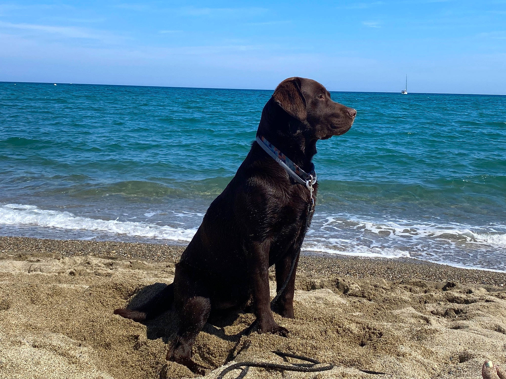 Salto participe au concours pour gagner de l'argent avec cette photo : beach, canidae, carnivore, cloud, collar, companion_dog, dog, dog_breed, dog_collar, fawn, gun_dog, horizon, lake, ocean, sky, sporting_group, tail, water, wind_wave, working_animal