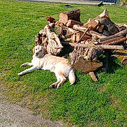 Pumba a rejoint le concours — aidez-le/la à gagner de superbes lots ! dog, grass, logs, pile_of_wood, outdoor, sunny, fence, tree, nature, canine, animal, relaxing, daylight, pet, brown_dog, golden_retriever, park, resting, sunshine, greenery