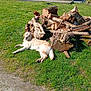 dog, grass, logs, pile_of_wood, outdoor, sunny, fence, tree, nature, canine, animal, relaxing, daylight, pet, brown_dog, golden_retriever, park, resting, sunshine, greenery