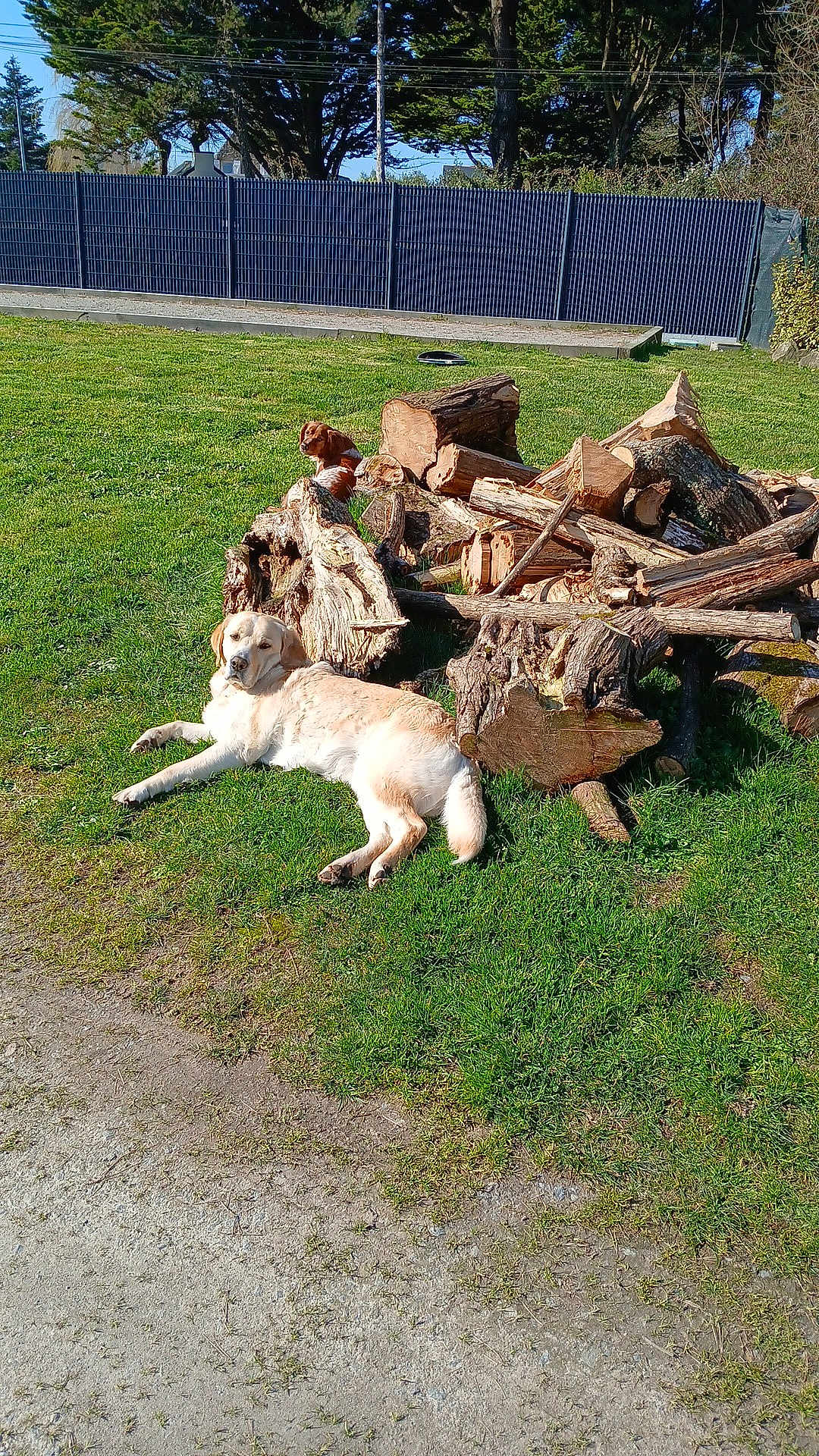 Pumba a rejoint le concours — aidez-le/la à gagner de superbes lots ! dog, grass, logs, pile_of_wood, outdoor, sunny, fence, tree, nature, canine, animal, relaxing, daylight, pet, brown_dog, golden_retriever, park, resting, sunshine, greenery