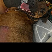 Daisy joined the competition — help win amazing prizes! dog, tongue_out, brown_fur, couch, blanket, cozy, indoor, pet, relaxed, smiling, canine, home, fur, animal, happy, comfort, resting, domestic, friendly, snout