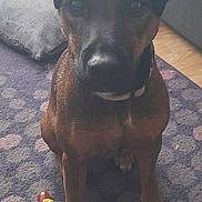 Daisy is registered to the contest to win money with this photo: brown_dog, carpet, collar, couch, dog, ears, floor, home, hot_dog_toy, indoor, nose, paws, pet, pet_toy, pillow, playful, purple_carpet, sitting, toy, wooden_floor