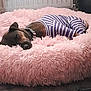 Daisy is registered to the contest to win money with this photo: animal, canine, cat, dog, dogbed, person, pet, puppy, sleeping