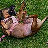 Daisy is registered to the contest to win money with this photo: animal, canine, cute, dog, domestic_animal, fur, grass, grass_field, happy, leash, lying_down, mammal, nature, outdoor, pet, pink_harness, playful, playtime, summer, tongue_out