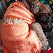 Daisy joined the competition — help win amazing prizes! animal, blanket, brown, closeup, collar, comfort, cozy, cute, dog, fur, indoor, knitwear, orange, pattern, pet, resting, sleeping, sweater, textile, warm