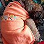 animal, blanket, brown, closeup, collar, comfort, cozy, cute, dog, fur, indoor, knitwear, orange, pattern, pet, resting, sleeping, sweater, textile, warm