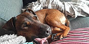 Daisy is registered to the contest to win money with this photo: animal, blanket, bodypart, boxer, bulldog, canine, couch, cushion, dog, furniture, homedecor, hound, indoors, labradorretriever, mouth, person, pet, pillow, puppy, sleeping