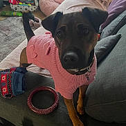 Daisy joined the competition — help win amazing prizes! blanket, brown_dog, canine, collar, couch, cozy, dog, domestic_animal, floor, furniture, home, indoor, living_room, looking_up, pet_toys, pillow, pink_sweater, rug, soft_lighting, tail