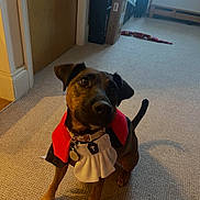 Daisy is registered to the contest to win money with this photo: alert, brown_black, carpet, collar, costume, curious, dog, furniture, hallway, head_tilt, home, humorous, indoor, medallion, pet, portrait, robe, ruff, sitting, toy