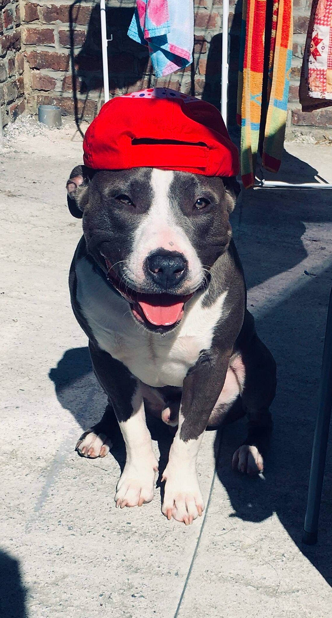 Oslo a rejoint le concours — aidez-le/la à gagner de superbes lots ! american_pit_bull_terrier, american_staffordshire_terrier, canidae, carnivore, dog, dog_breed, fawn, mammal, non_sporting_group, pit_bull, snout, staffordshire_bull_terrier, terrier, vertebrate