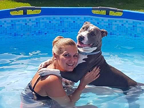 Oslo participe au concours pour gagner de l'argent avec cette photo : american_bulldog, american_pit_bull_terrier, american_staffordshire_terrier, animal_training, bulldog, canidae, carnivore, companion_dog, dog, dog_breed, fawn, fun, games, leisure, non_sporting_group, pit_bull, recreation, swimming_pool, vacation, water