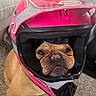 Bentley joined the competition — help win amazing prizes! animal, brown_dog, canine, carpet, closeup, couch, cute, dog, domestic_animal, face, funny, furniture, headgear, helmet, indoor, motorcycle_helmet, pet, pet_accessory, pink, portrait