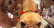 Bentley is registered to the contest to win money with this photo: animal, brown_dog, bulldog, carpet, christmas, closeup, companion, costume, couch, cute, decor, dog, face, festive, gray_dog, holiday, indoor, pet, reindeer_antlers, table