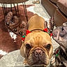animal, brown_dog, bulldog, carpet, christmas, closeup, companion, costume, couch, cute, decor, dog, face, festive, gray_dog, holiday, indoor, pet, reindeer_antlers, table
