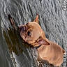 dog, french_bulldog, water, swimming, animal, pet, outdoor, ripples, canine, brown, fur, ears, collar, looking_back, curious, wet, nature, playful, portrait, paddle