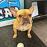 Bentley joined the competition — help win amazing prizes! animal, brown_dog, carpet, cup, cute, dog, ears, flooring, french_bulldog, graffiti, indoor, leash, looking_up, muzzle, papers, pet, playful, shelf, small_dog, whipped_cream