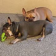 Bentley is registered to the contest to win money with this photo: animal, brown_dog, carpet, chewing, collar, companion, cute, dog, domestic, ears, floor, french_bulldog, gray_dog, indoor, laying_down, pet, playful, resting, toy, two_dogs