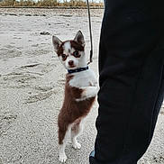Many participe au concours pour gagner de l'argent avec cette photo : animal, beach, brown_and_white, collar, cute, dog, footwear, grass, leash, outdoor, pants, person, pet, puppy, red_shoe, sand, shoe, sky, small_dog, standing