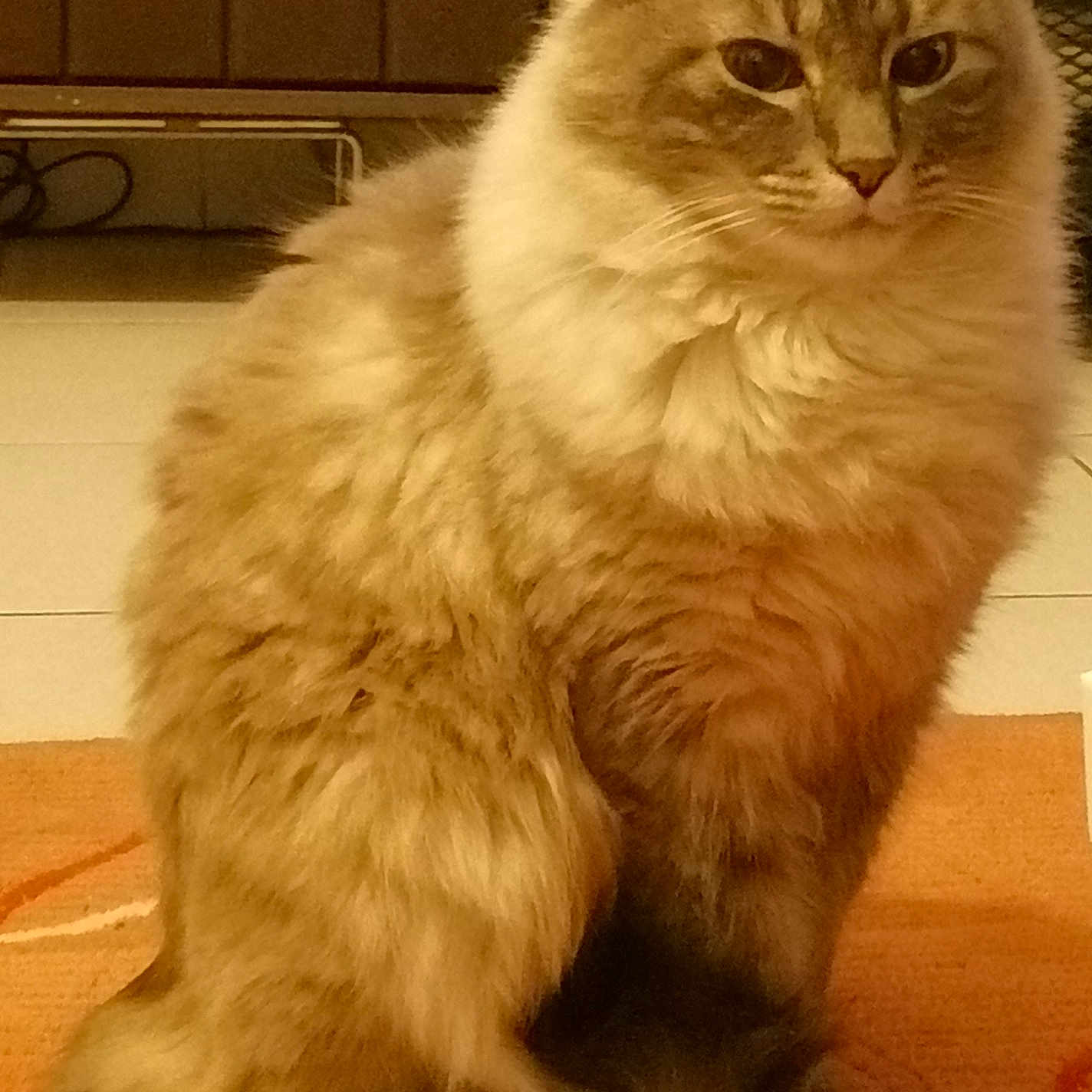 Mojito