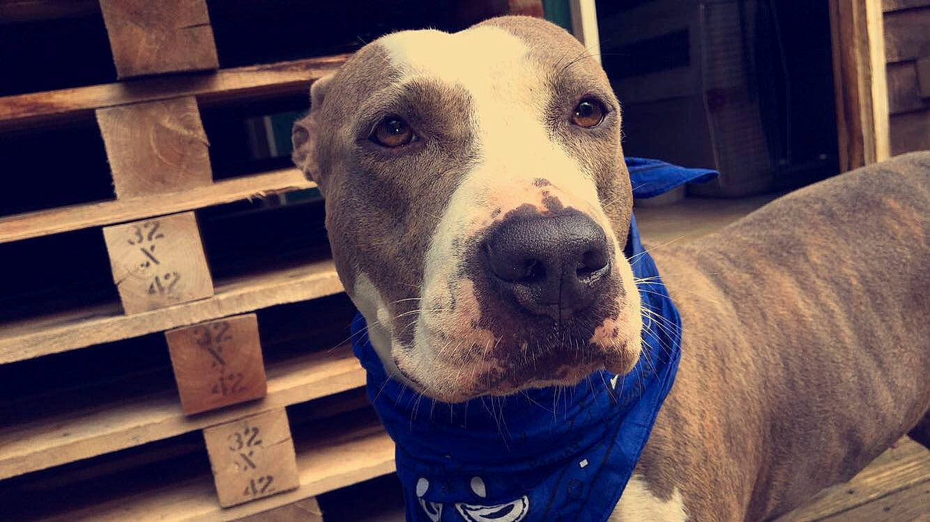 Blue joined the competition — help win amazing prizes! american_pit_bull_terrier, american_staffordshire_terrier, bully_kutta, canidae, carnivore, dog, dog_breed, ear, fawn, great_dane, mammal, non_sporting_group, nose, pit_bull, sky, snout, sporting_group, vertebrate, whiskers