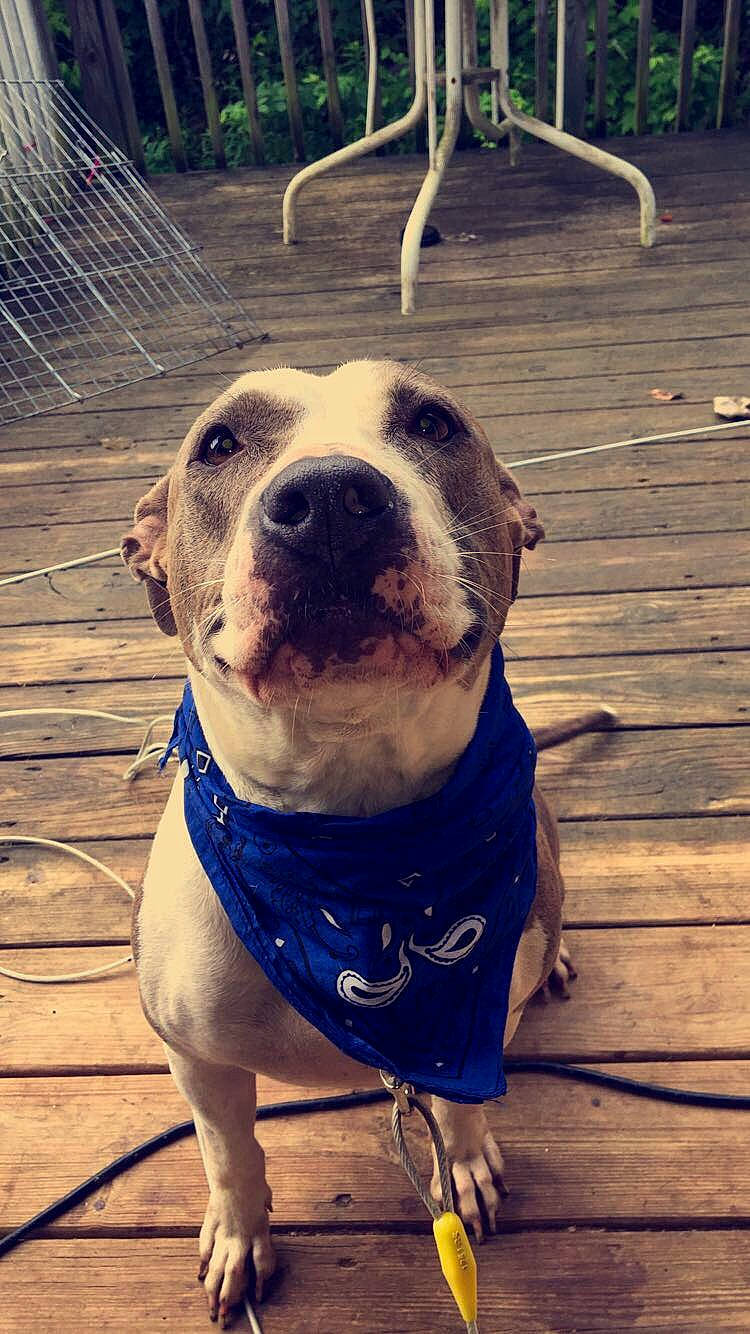 Blue joined the competition — help win amazing prizes! american_bulldog, american_pit_bull_terrier, american_staffordshire_terrier, canidae, carnivore, collar, companion_dog, dog, dog_breed, dog_collar, dog_walking, fawn, leash, mammal, non_sporting_group, nose, pit_bull, snout, sporting_group, valley_bulldog