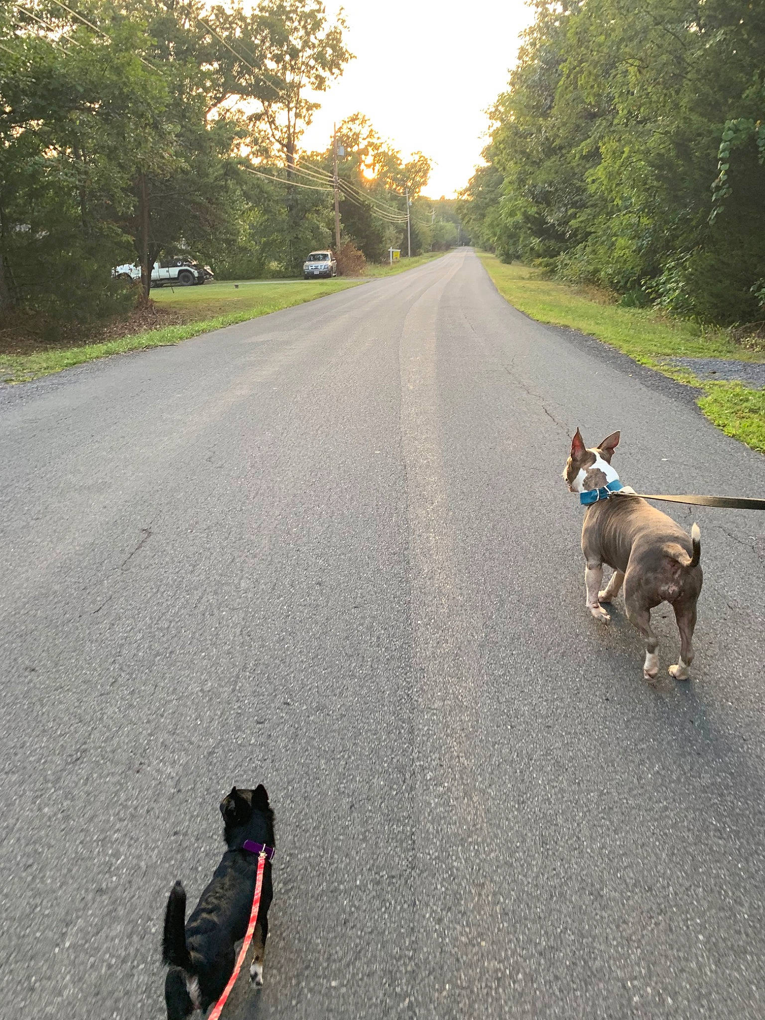Blue is registered to the contest to win money with this photo: asphalt, canidae, carnivore, dog, dog_breed, dog_walking, fawn, highway, infrastructure, lane, leash, road, road_surface, sporting_group, street_dog, tail, vehicle, walking, working_dog