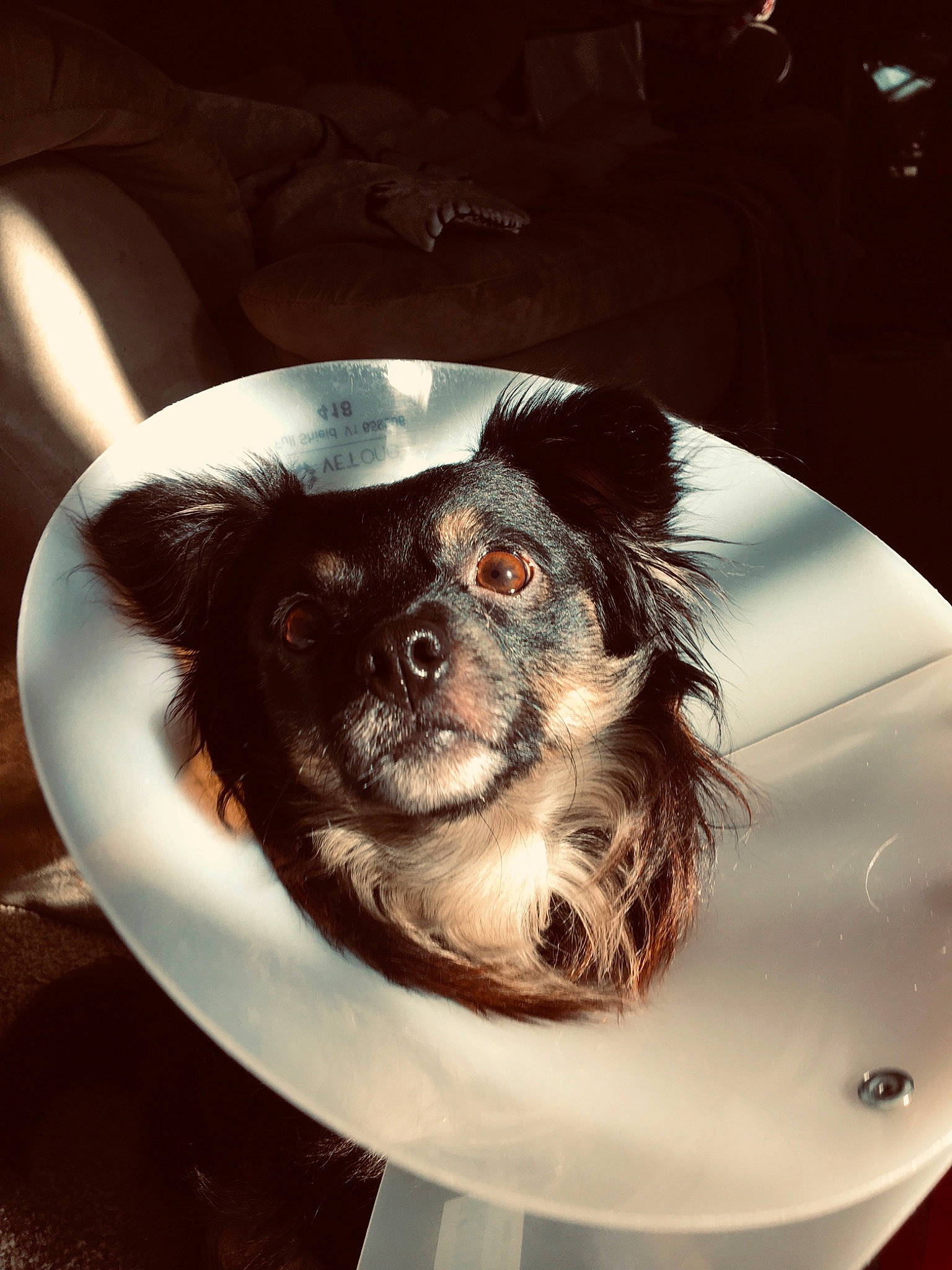 Blue is registered to the contest to win money with this photo: canidae, carnivore, companion_dog, dog, dog_breed, king_charles_spaniel, phalene, puppy, spaniel, sporting_group