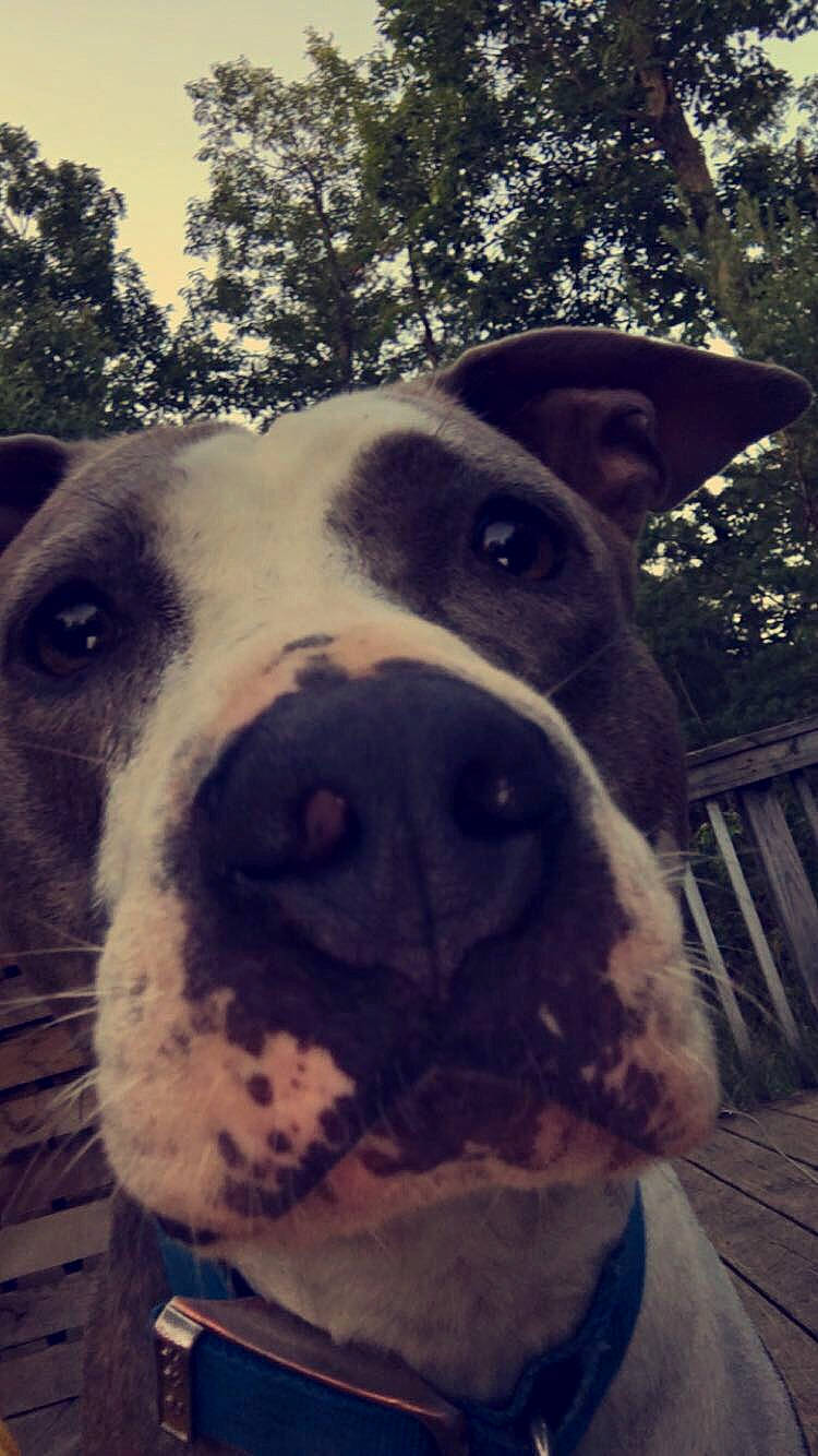 Blue is registered to the contest to win money with this photo: american_pit_bull_terrier, american_staffordshire_terrier, bully_kutta, canidae, carnivore, dog, dog_breed, ear, fawn, head, mammal, non_sporting_group, nose, photography, pit_bull, selfie, snout, sporting_group, valley_bulldog, whiskers