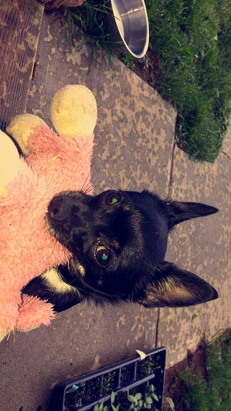 Patty joined the competition — help win amazing prizes! canidae, carnivore, dog, dog_breed, puppy, sporting_group, tail