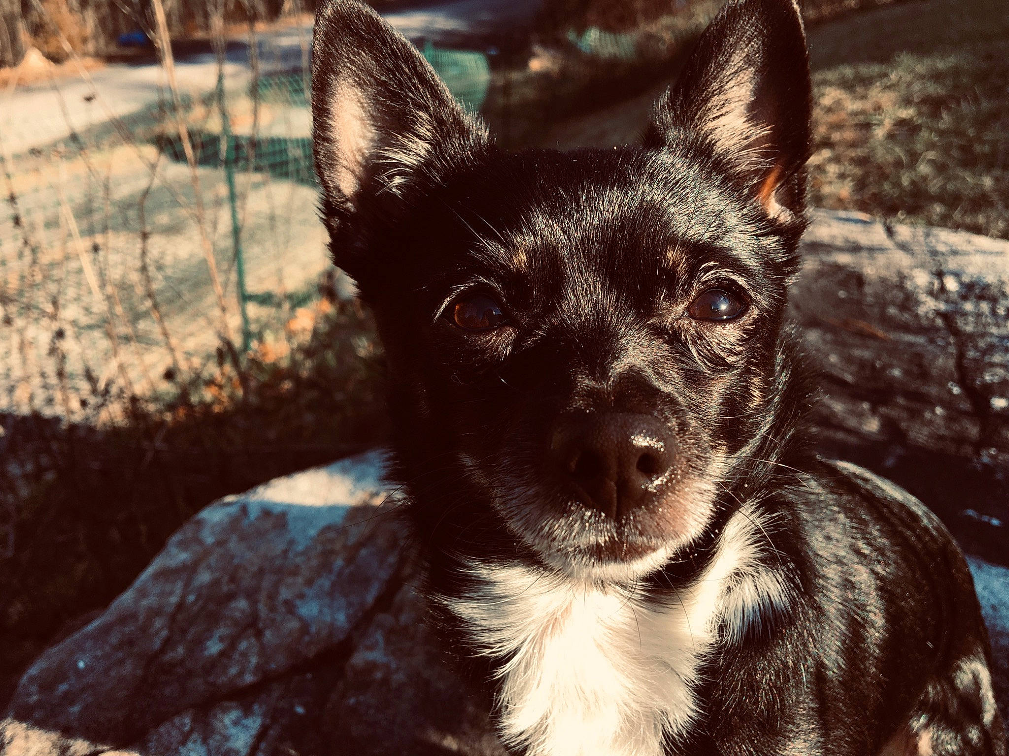 Patty joined the competition — help win amazing prizes! australian_kelpie, canidae, carnivore, dog, dog_breed, ear, eye, fur, koolie, mammal, puppy, snout, vertebrate, whiskers